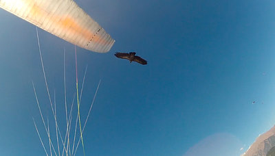 eagle.jpg