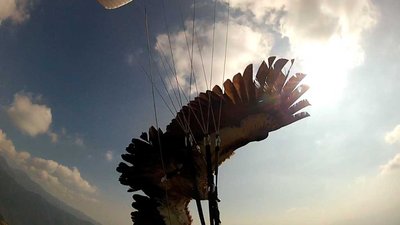 eagle2.jpg