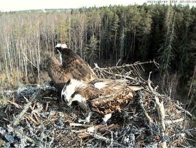 Гнездо.JPG